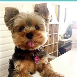 Meet your Posher, Alena